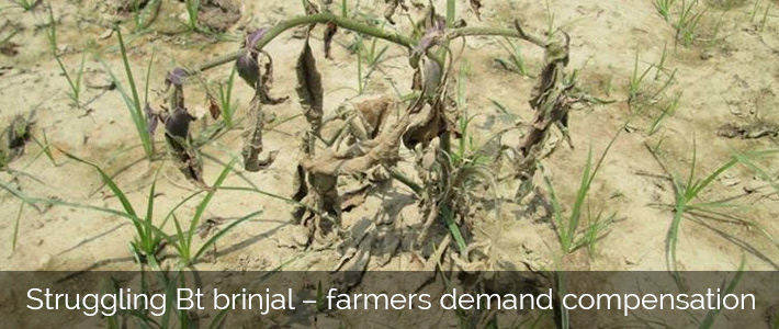 Bt-brinjal-farmers-demand-compensation-710px