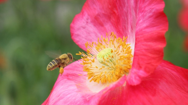 honeybee-at-a-poppy-flower.JPG