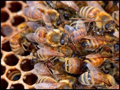 2013.12.10.Honeybees.Main